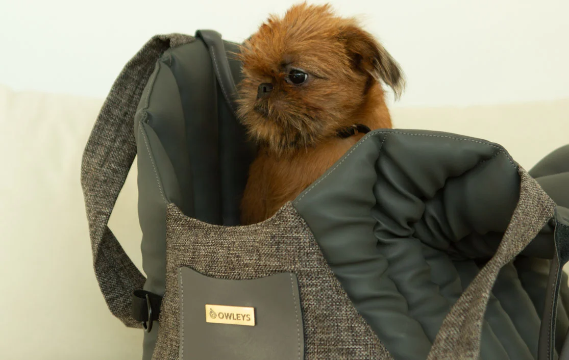 Lexus NX Dog Carrier Car Seat for Dandie Dinmont Terrier