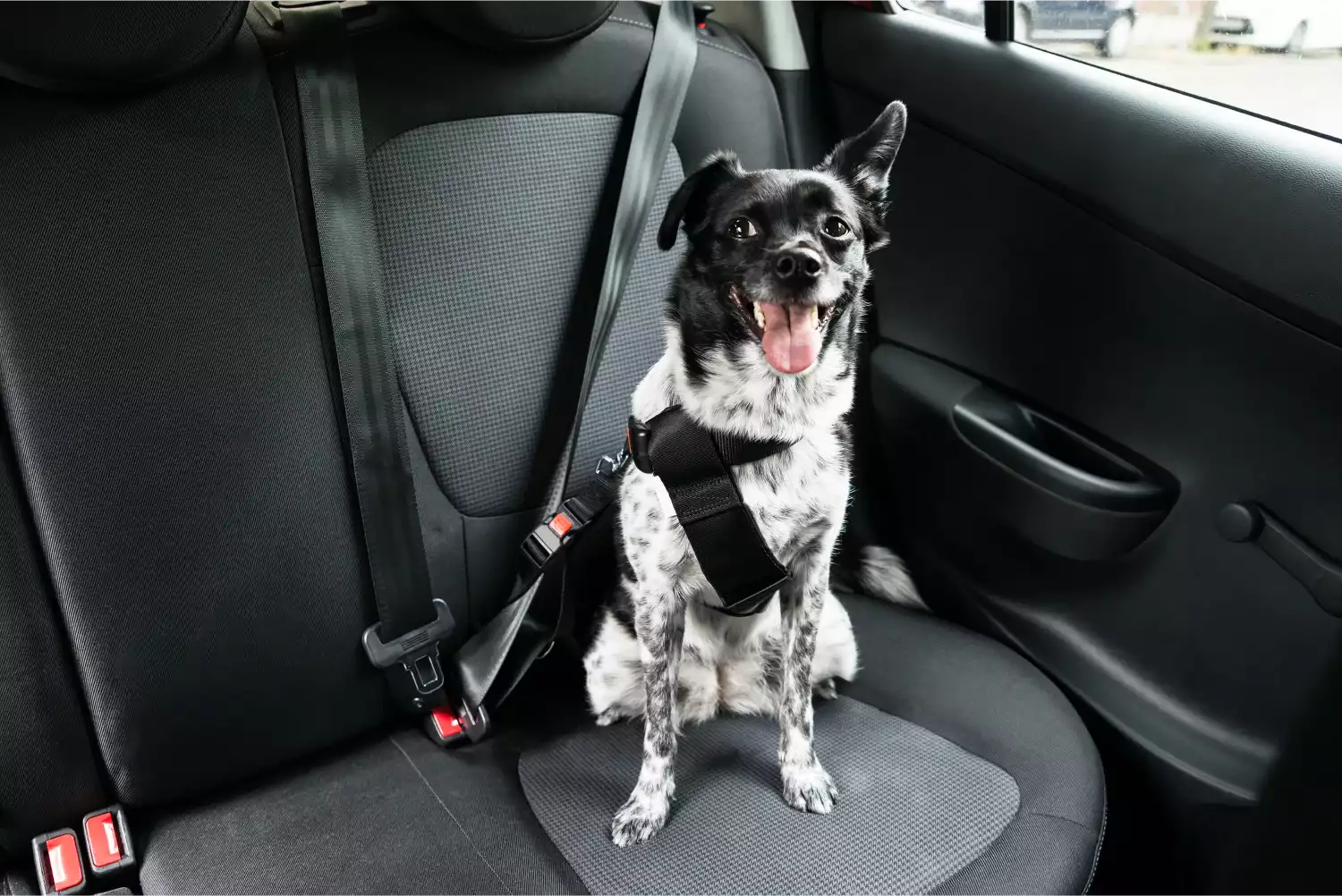 GMC Acadia Dog Safety Belt for Keeshonden