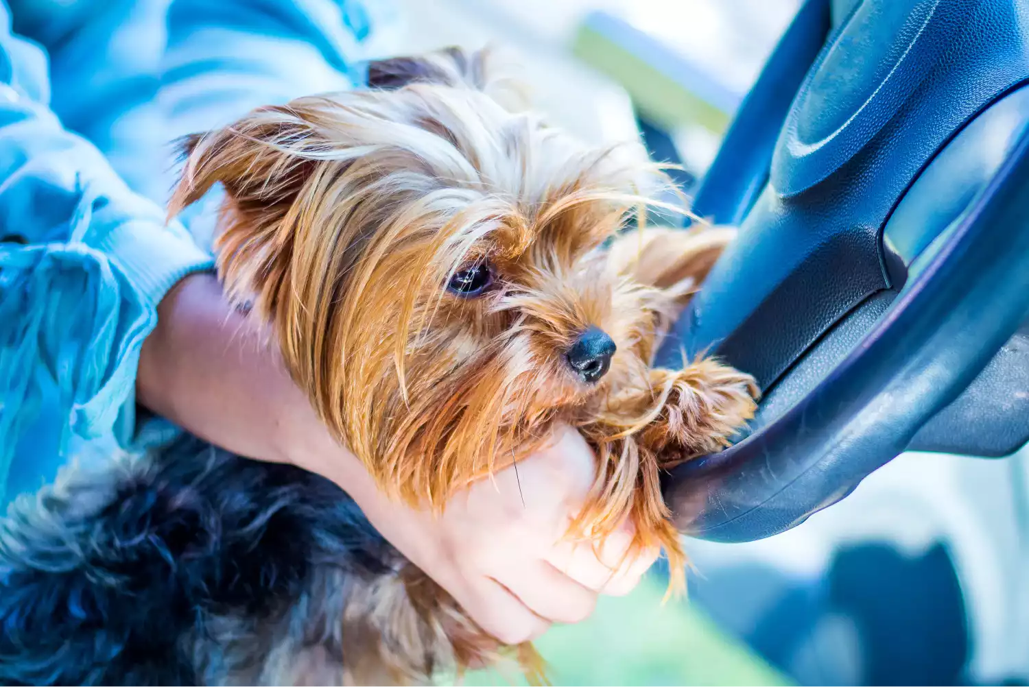 Nissan Altima Dog Safety Belt for Yorkshire Terriers